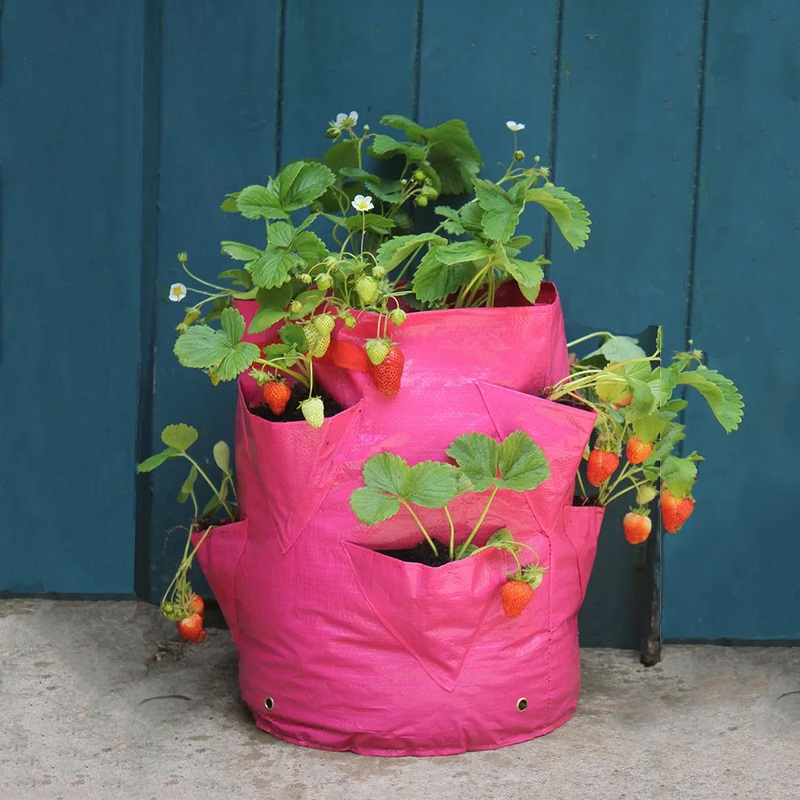 Strawberry & Herb 14 in. Patio Planter