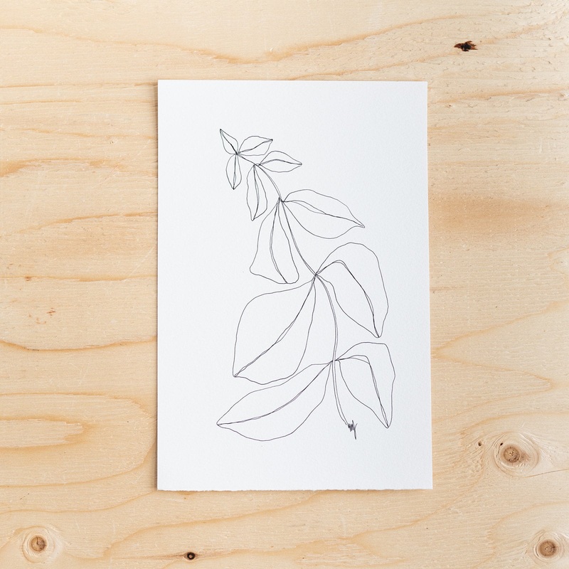 Botanical Line Drawing by Melissa Mary Jenkins