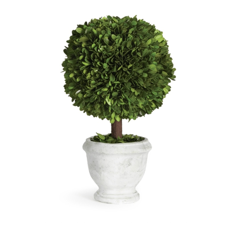 Boxwood Single 9″ in Pot