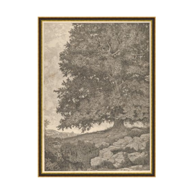 “Wise Old Tree” Framed Art Print