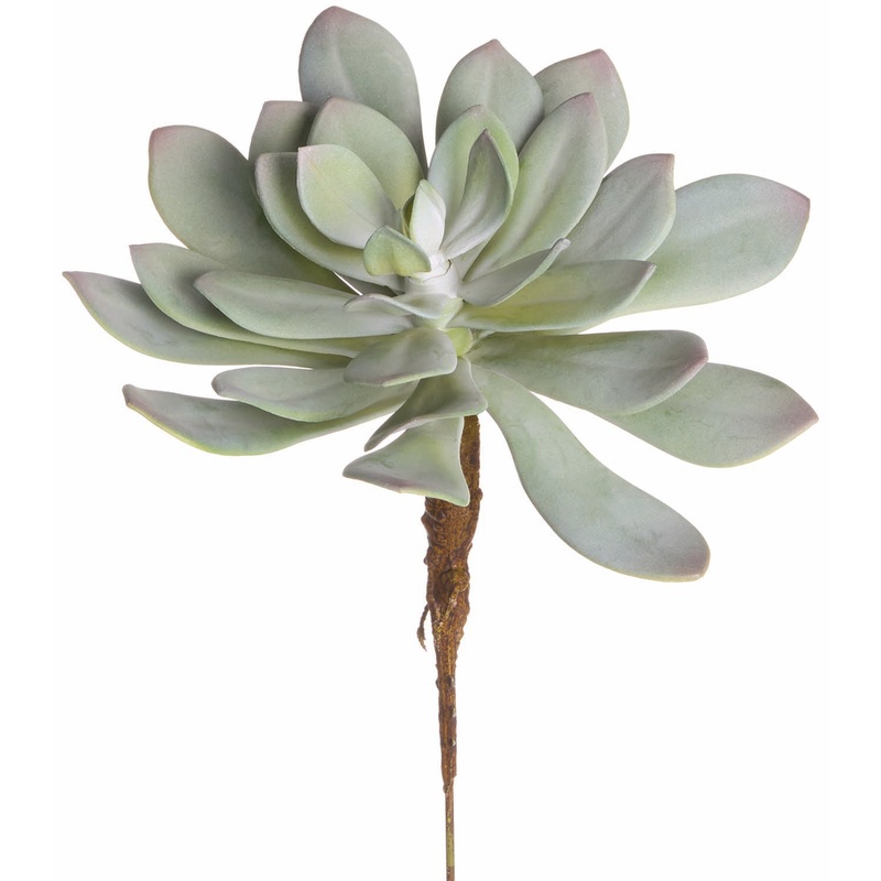 UV Protect Dusty Aeonium Pick