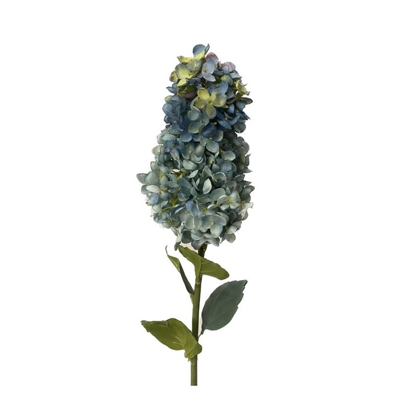Blue Cone Hydrangea