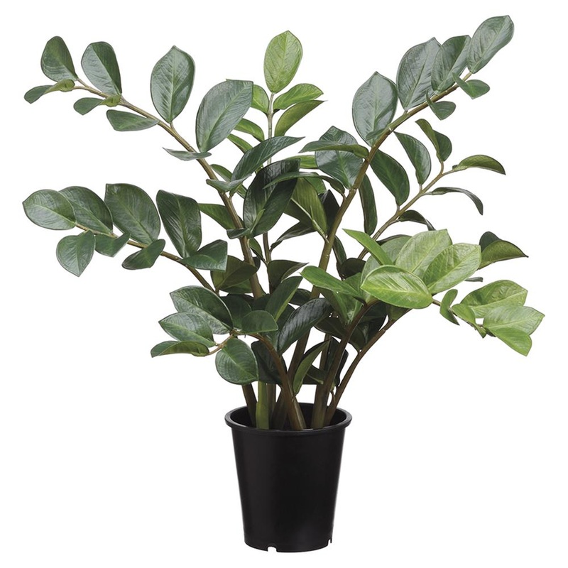 27″ Zamioculcas in Pot