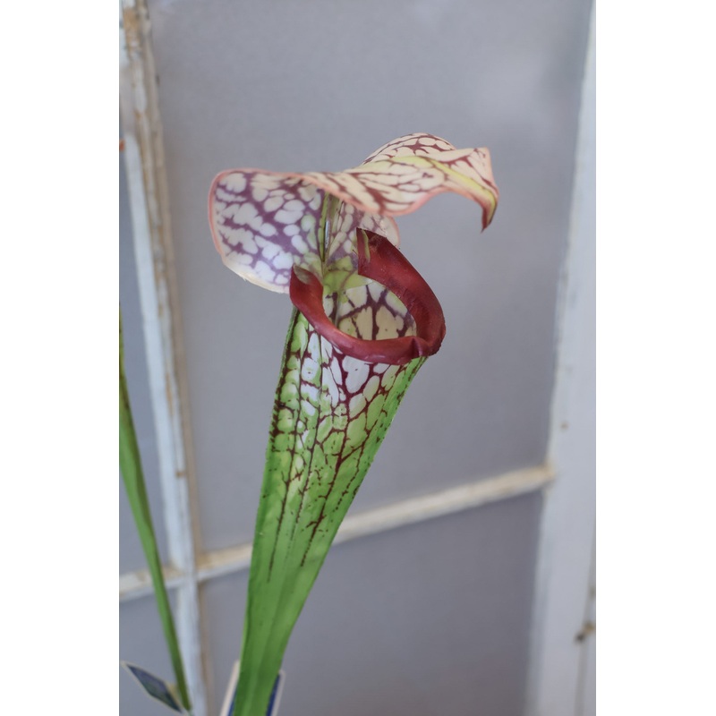 Burgundy Pitcher Plant Spray