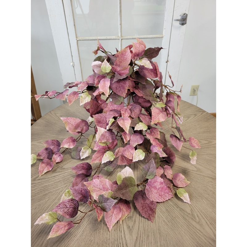 Dusty Mauve Shoeblack Plant Bush