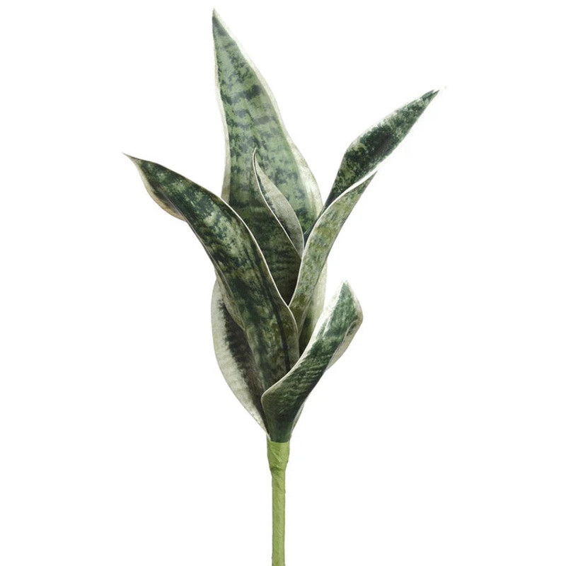 16″ Sansevieria Plant