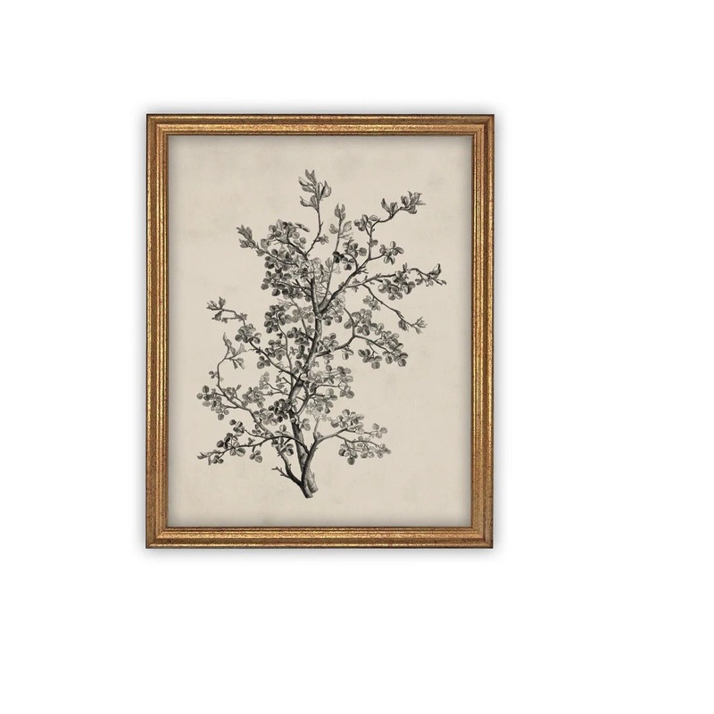 Black & White Blossoms