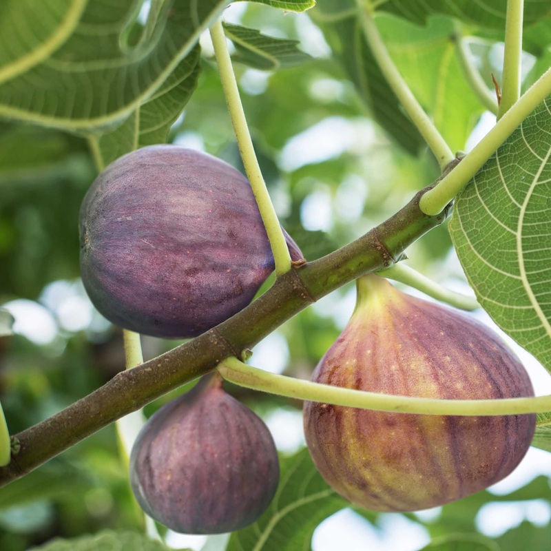 Little Miss Figgy Fig Tree