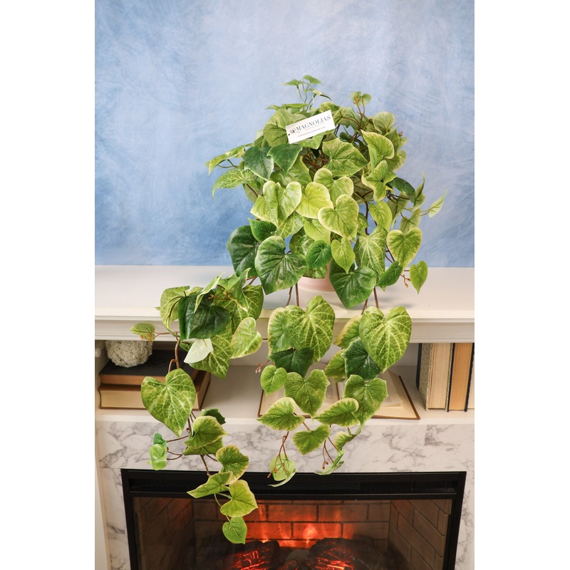Potato Vine Hanging Bush