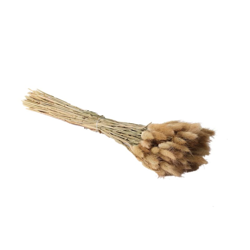 Dried Tan Lagurus Grass