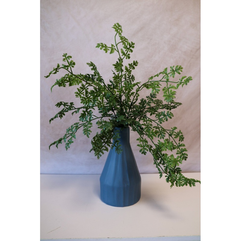 Large Featherfew Bush