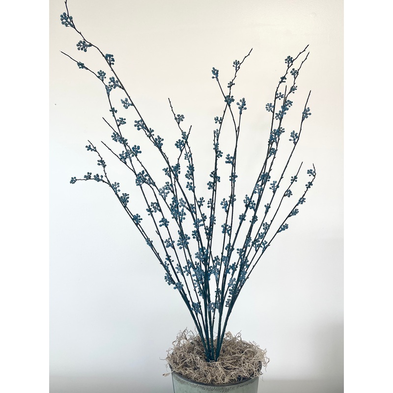 Blue Large Seed Bush