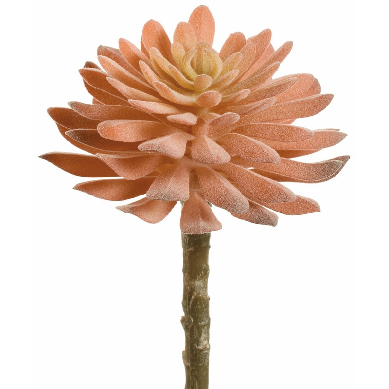 Peach Aeonium Pick
