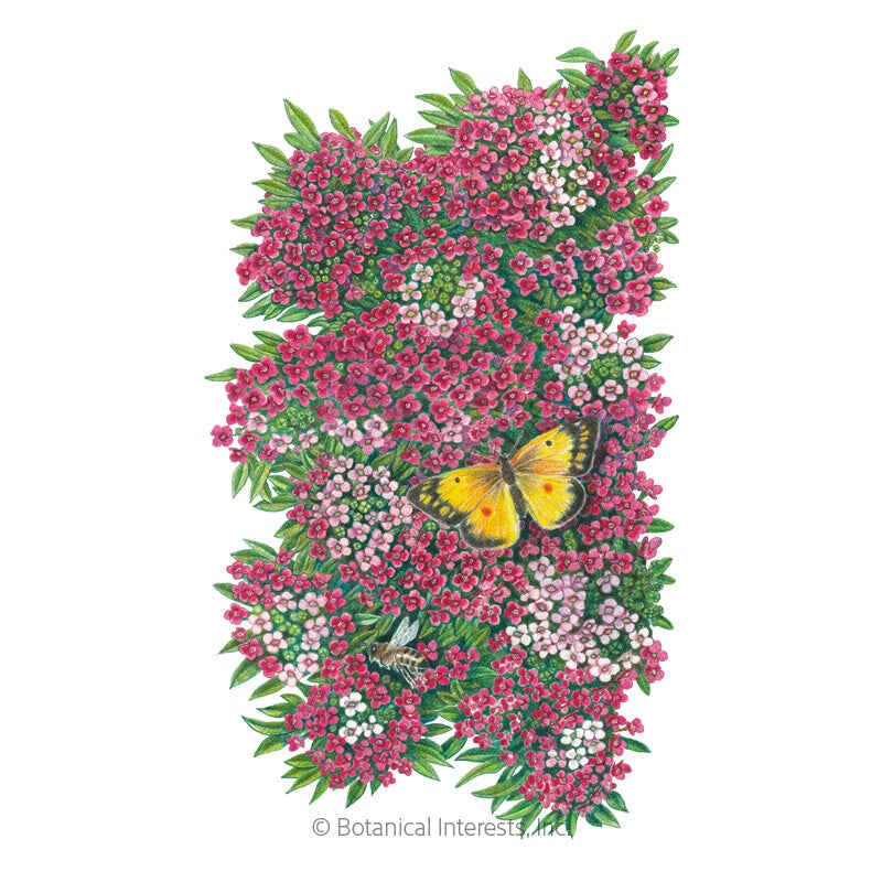 Rosie O’Day Sweet Alyssum Seeds