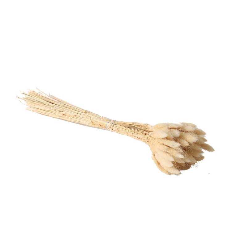 Dried White Lagurus Grass
