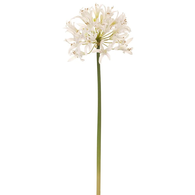 35″ Agapanthus Stem  Cream