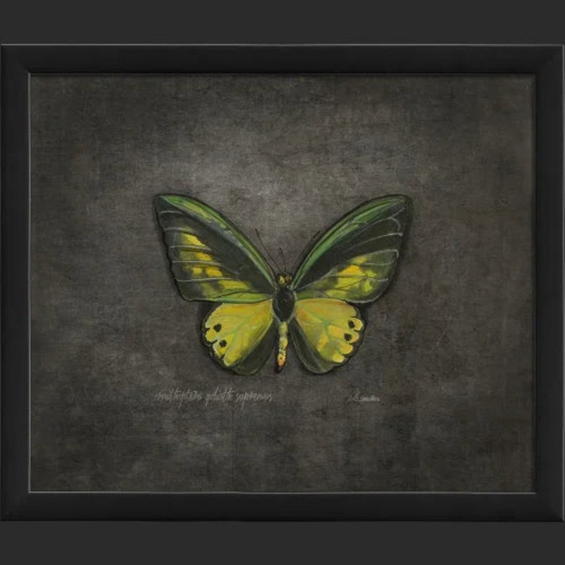 Framed Butterfly Print – Ornithoptera Goliath Supremus