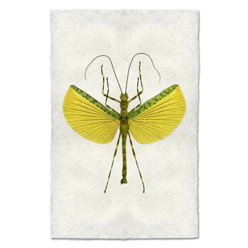 Lemon Lime Stick Bug