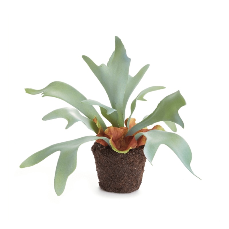 Staghorn Fern Drop In