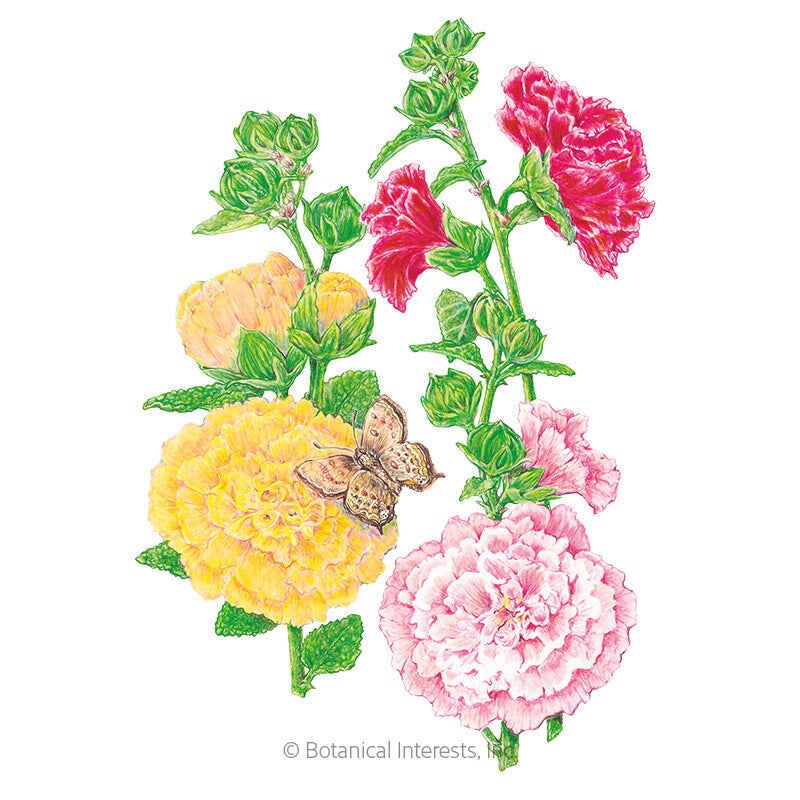Chater’s  Double Hollyhock Seeds