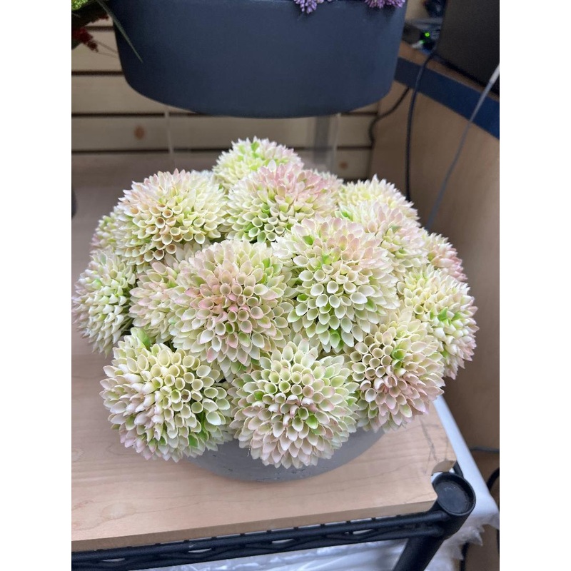 CDI Dahlia Floral in round pot Medium