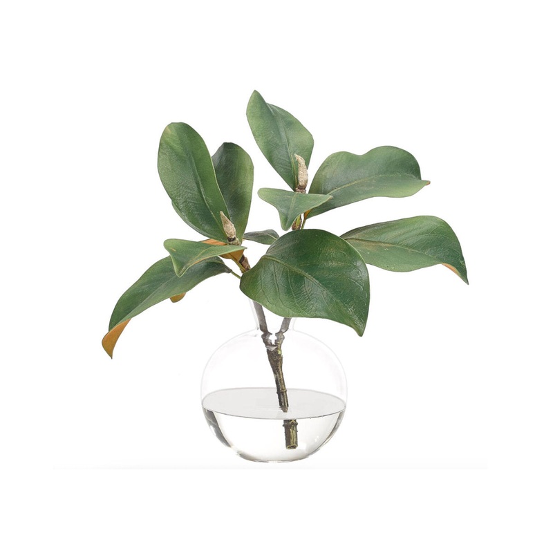 MAGNOLIA FOILAGE