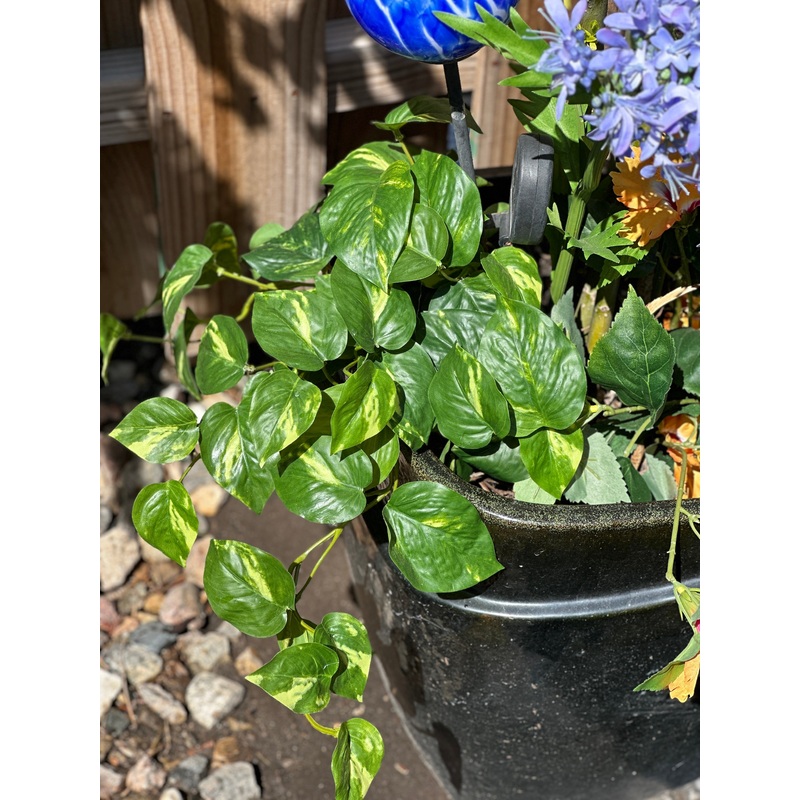 Athens Pothos Bush
