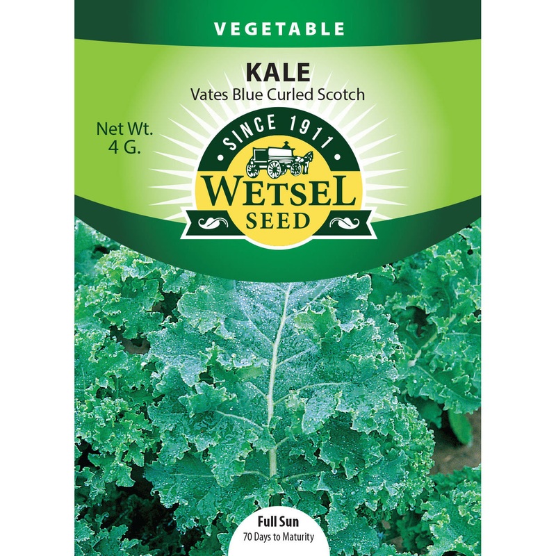 Wetsel Seed Vates Blue Curled Scotch Kale Seed