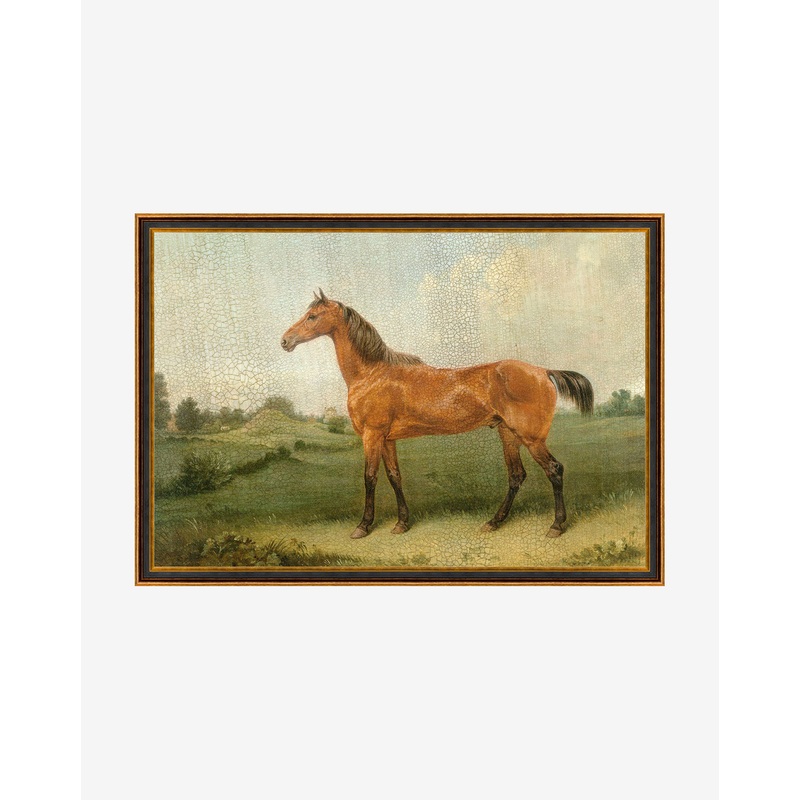 Brown Horse