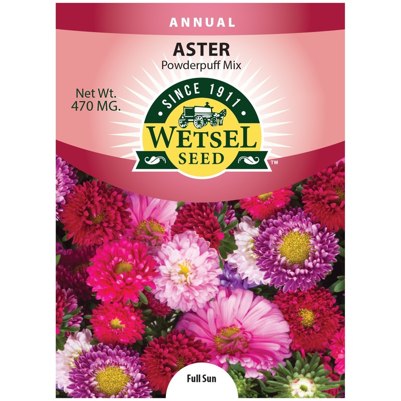 Wetsel Seed Powderpuff Aster Seed