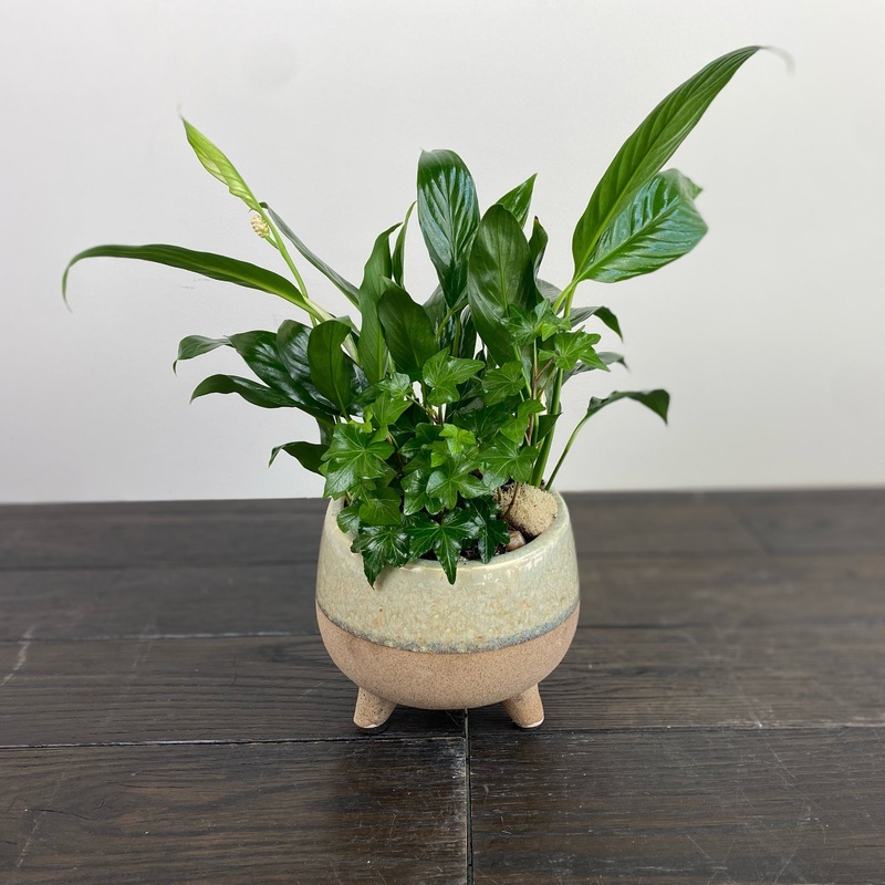 Dish Garden – Small