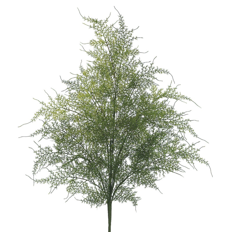 Asparagus Bush
