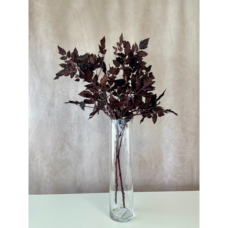 Cimicifuga Ramosa Leaf Spray