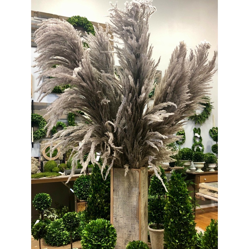 Pampas grass – Taupe