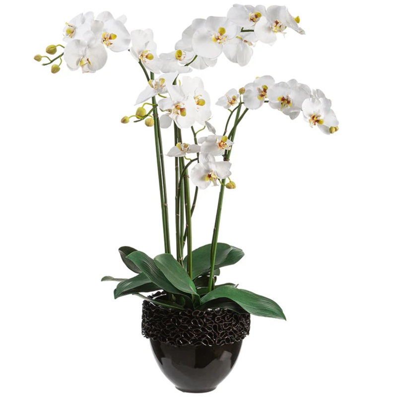 35″ Phalaenopsis Orchid Plant