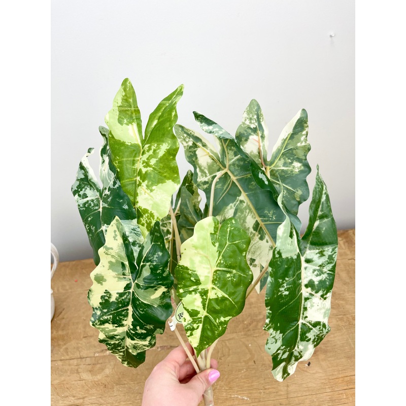 Real Touch Marbled Alocasia Plant