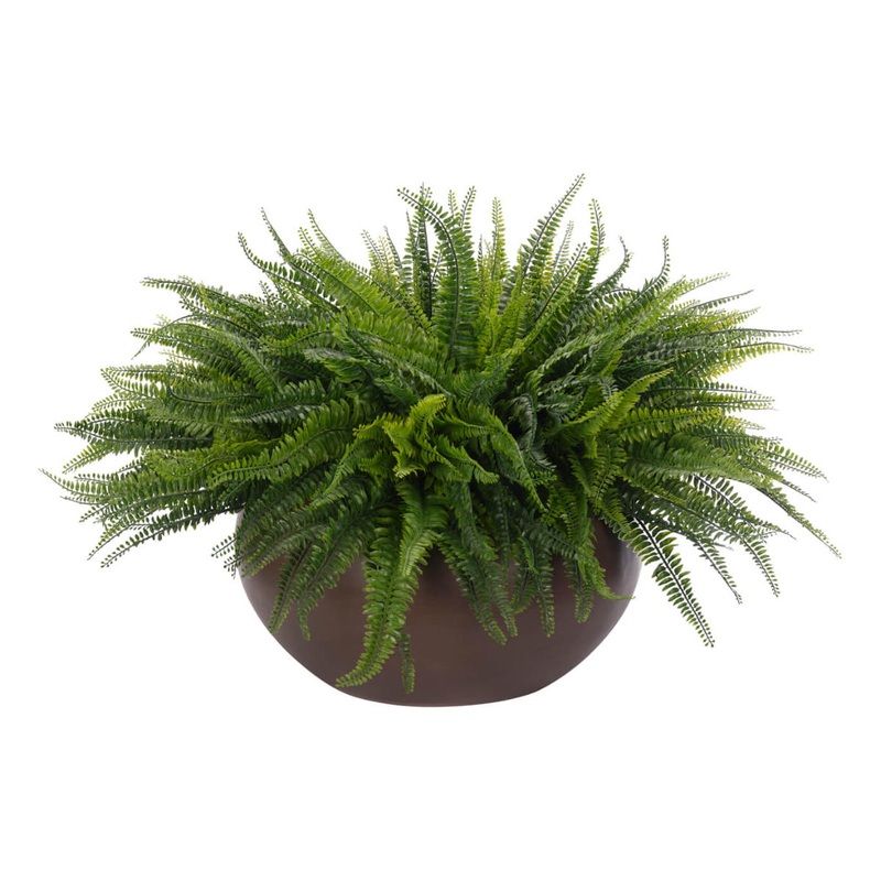 BOSTON FERN | 34″
