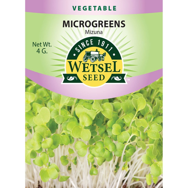 Wetsel Seed Microgreens Mizuna Seed